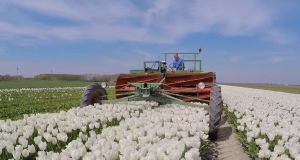 Один год из жизни фермы тюльпанов в Нидерландах