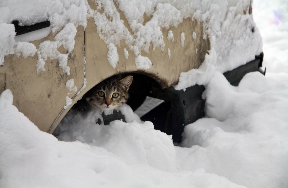 Сделай потеплее на улице. Бездомные кошки зимой. Бездомный кот зима. Бездомный кот снег. Бродячие кошки зимой.