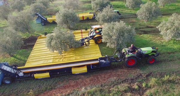 Эти сельскохозяйственные машины собирают оливки довольно интересным способом