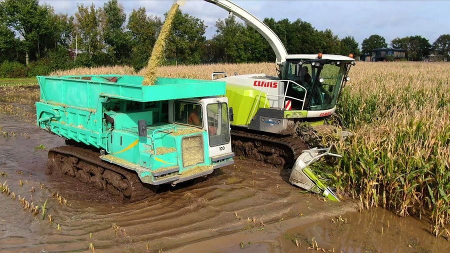 Посмотрите, как собирают урожай кукурузы, когда поле залито водой