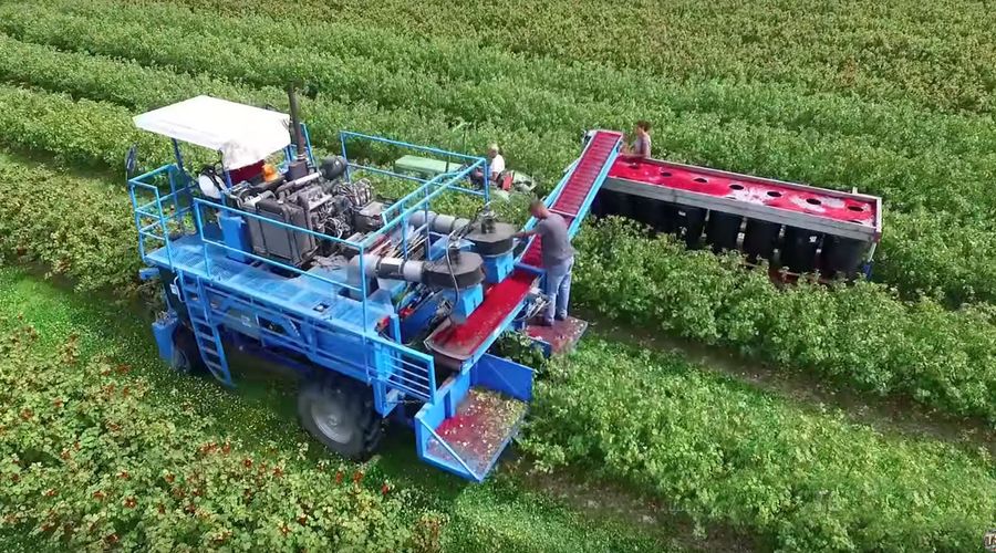 Как собирают красную и черную смородину на фермах в Голландии