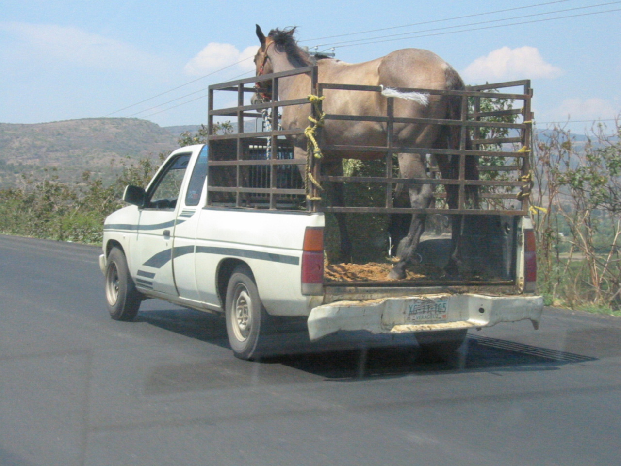 В лимузине новеньком еду как на лошади. Перевозка лошадей. Машина для перевоза животных. Фура для перевозки лошадей.