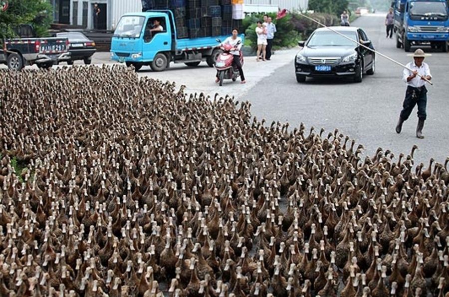 Duck invasion to Chinese roads