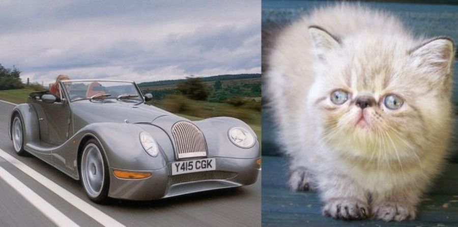 11 автомобилей, которые удивительно похожи на животных