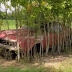 Этот Ford Mustang простоял на пастбище 30 лет, но был спасён